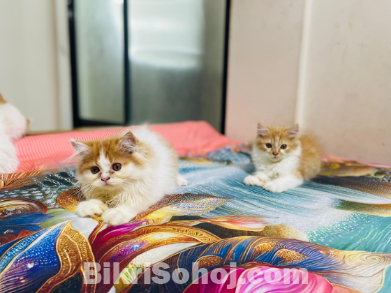parsian cat
